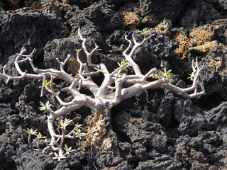 euphorbia balsamifera, Lanzarote