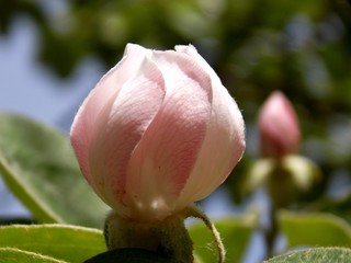 delicate flower bud of quince and spring