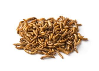 Dried mealworms