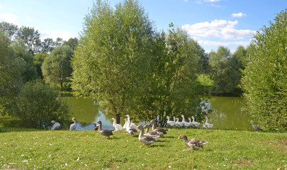 A herd of gray and white geese moves along the pond. Pelicans in the background. Waterfowl in a natural environment.