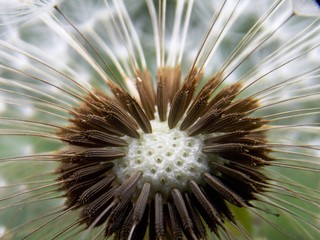 white dandelion seeds in the spring