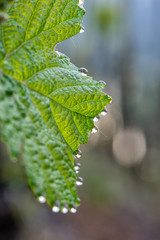 Weinberg im Frühjahr an der Mosel