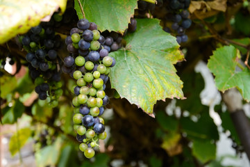 Vineyards in autumn. Ripe purple grapes. Harvesting time. Selective focus