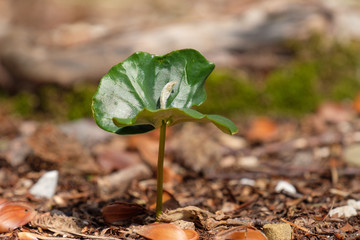 Grüner Keimling der Rotbuche (Fagus sylvatica)