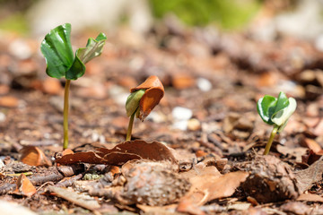 Buchecker und Keimling der Rotbuche (Fagus sylvatica)