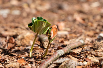 Keimling der Rotbuche (Fagus sylvatica) aus Buchecker