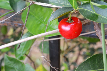 Acerola cherry in Sri Lanka