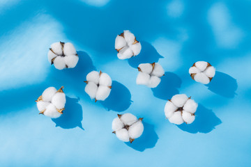 Opened cotton flowers on a blue background. The concept of natural fabrics, cotton, cosmetics. Flat lay, top view.