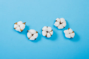 Opened cotton flowers on a blue background. The concept of natural fabrics, cotton, cosmetics. Flat lay, top view.