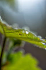 Weinberg im Frühjahr an der Mosel