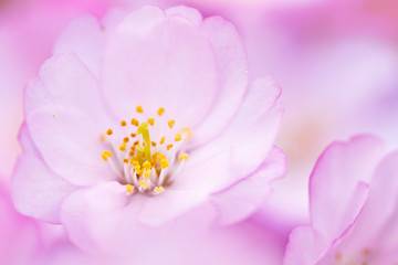 closeup of cherry blossom