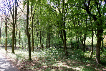 Obraz premium die bäume eines waldes in geeste emsland deutschland fotografiert während eines spaziergangs in der natur an einem sonnigen tag