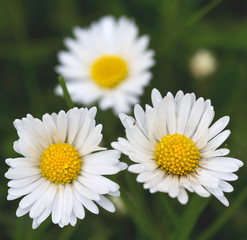 Fototapeta premium daisies in green grass