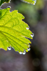 Weinberg im Frühjahr an der Mosel