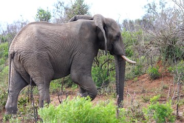 un éléphant dans la brousse en Afrique du Sud