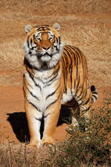 Alert Bengal tiger (Panthera tigris bengalensis) in early morning light.