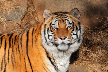 Portrait of a Bengal tiger (Panthera tigris bengalensis) in natural habitat, India.