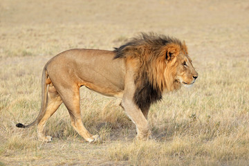 Big male African lion (Panthera leo) in natural habitat, Etosha National Park, Namibia.
