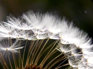 white dandelion seeds in the spring