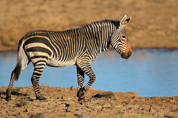 Fototapeta na wymiar A Cape mountain zebra (Equus zebra) at a waterhole, Mountain Zebra National Park, South Africa.