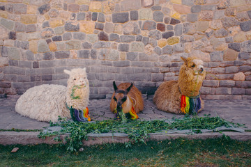 Three Llamas Eating Grass - Cusco, Peru