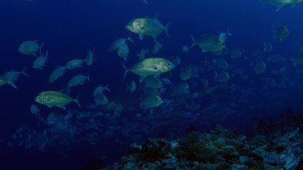A huge school of Jacks. Big eye Trevally Jack, (Caranx sexfasciatus) Forming a polarized school, bait ball or tornado,Maldives, Indian Ocean, slow motion