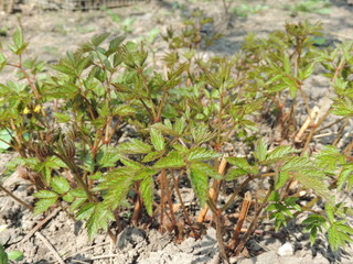 young plants in the garden