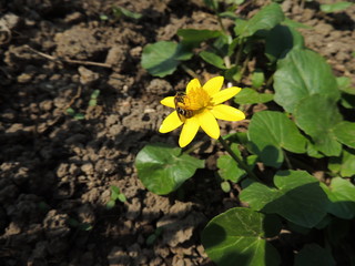 yellow flower in the garden