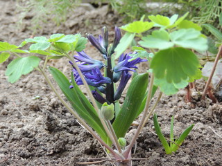 blue flowers in the garden