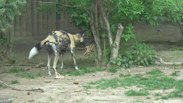 The African wild dog (Lycaon pictus)