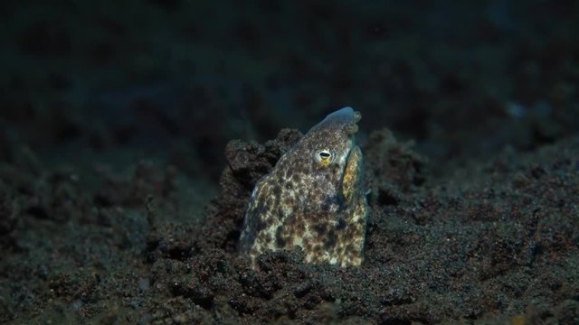 Marbled Snake Eel - Callechelys marmorata. Sitting in a hole and hunting. Underwater world. Tulamben, Bali, Indonesia.