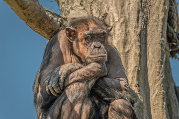 Fototapeta na wymiar Portrait of a depressed adult Chimpanzee sitting at tree