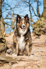Border Collie sitting next to tree