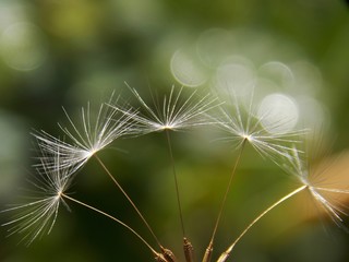white dandelion seeds in the spring