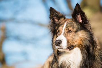 Intense gaze in Border Collie