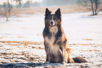 Border Collie with snow