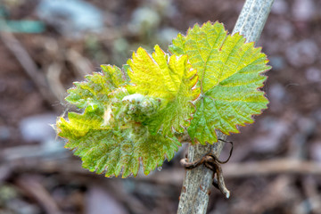 Weinberg im Frühjahr an der Mosel