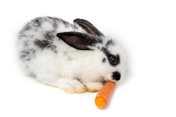 Funny bunny or baby rabbit fur black and white with long ears is sitting and eating carrot for Easter Day on isolated white background.