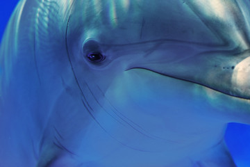 Fototapeta premium Dolphin