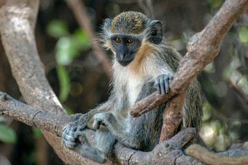 Green Vervet Monkeys in Bigilo forest park, The Gambia.