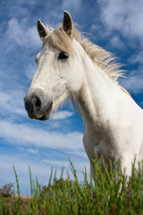 Obraz na płótnie Canvas white horse in field