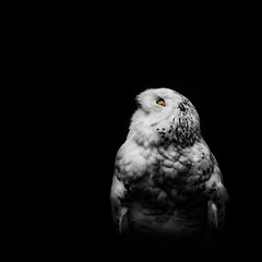portrait of an eagle owl