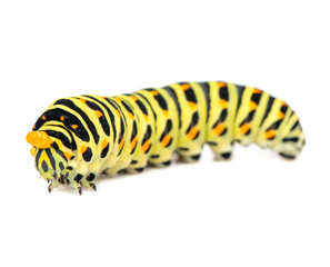 Swallowtail caterpillar isolated