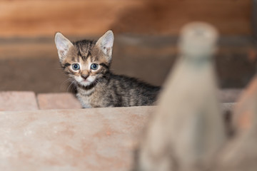 Lovely kitty with grey fur