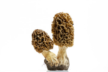 Morel mushroom with pronounced texture close-up