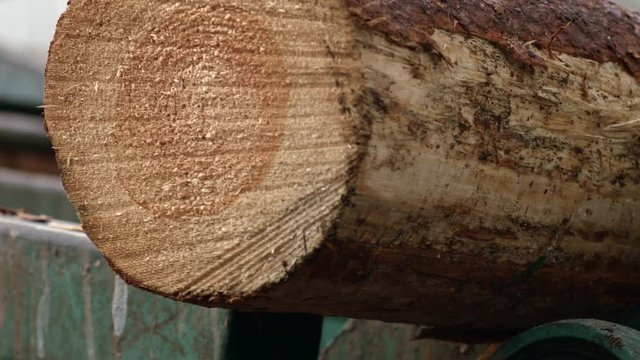 Feeding logs to conveyor. Conveyor for heavy timber logging. Log transporter