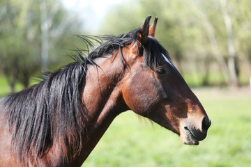 Group of yearlings playing together in beautiful morning lights in the green at springtime