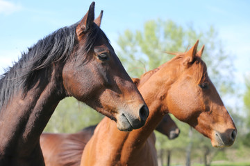 Portrait close up of young stallions playing on green natural background springtime