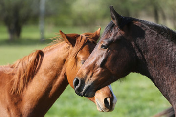 Obraz premium Portrait close up of young stallions playing on green natural background springtime
