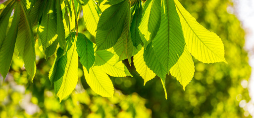 Chestnut leaves on a tree lighted with bright sunshine_